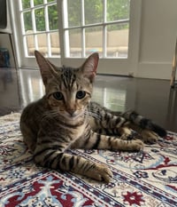 Rebel (and Tiny) - Photo 8