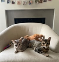 Rebel (and Tiny) - Photo 9