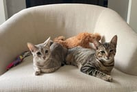 Rebel (and Tiny) - Photo 10