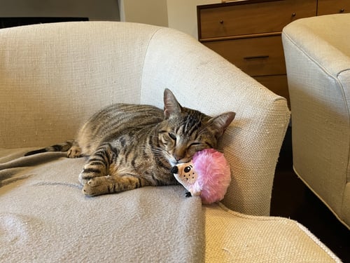 REBEL (AND TINY) - Domestic Short Hair / Tiger available for adoption