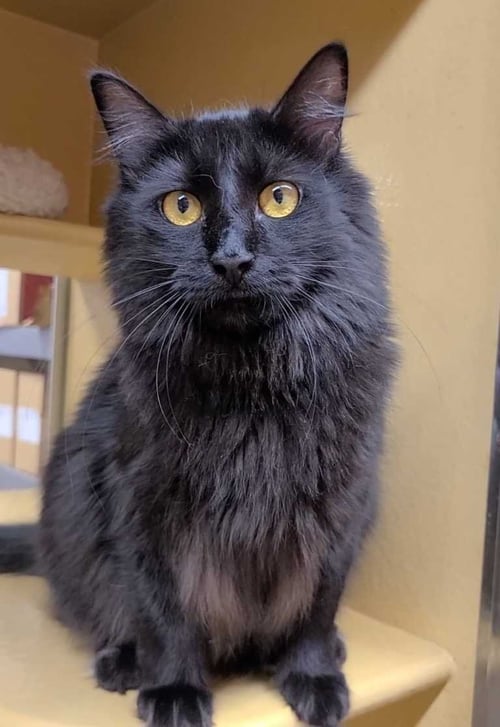 LEIA - Domestic Medium Hair available for adoption