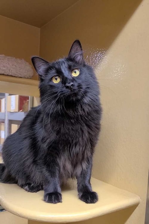 LEIA - Domestic Medium Hair available for adoption