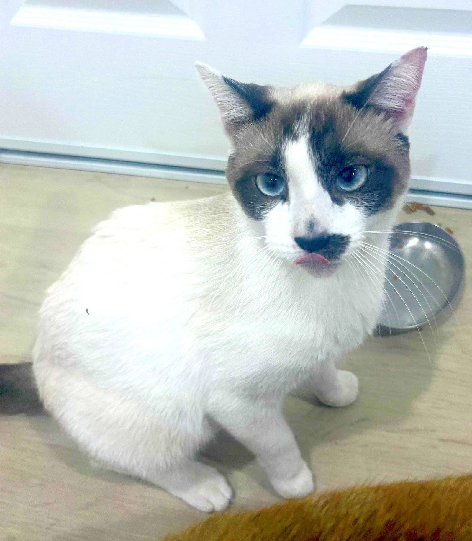 RACOON - Snowshoe available for adoption