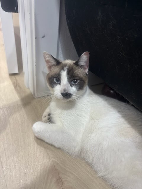 RACOON - Snowshoe available for adoption