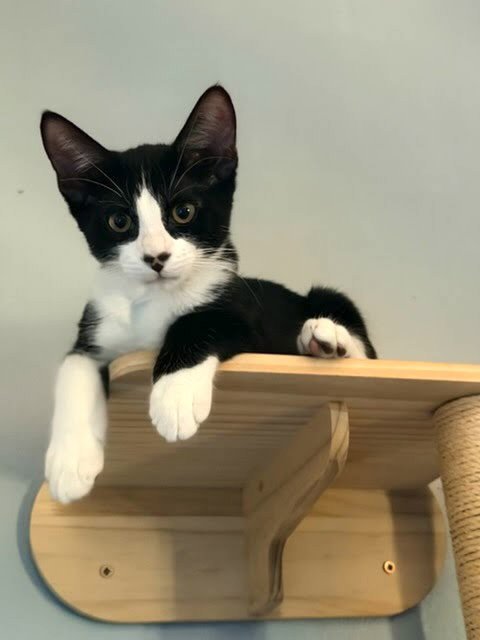 ONXY - Domestic Short Hair available for adoption