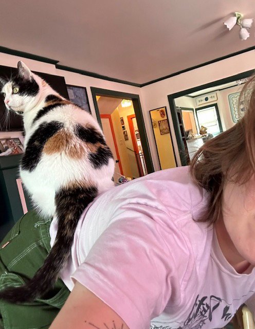 DIGIT - Calico available for adoption