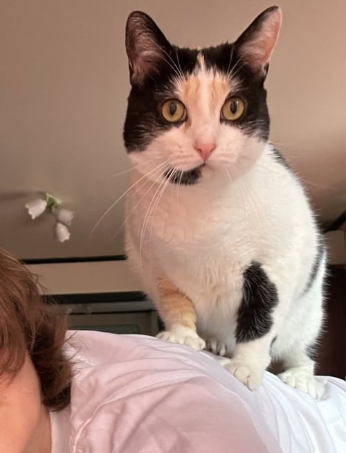DIGIT - Calico available for adoption
