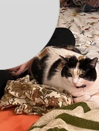 Digit - Photo 3