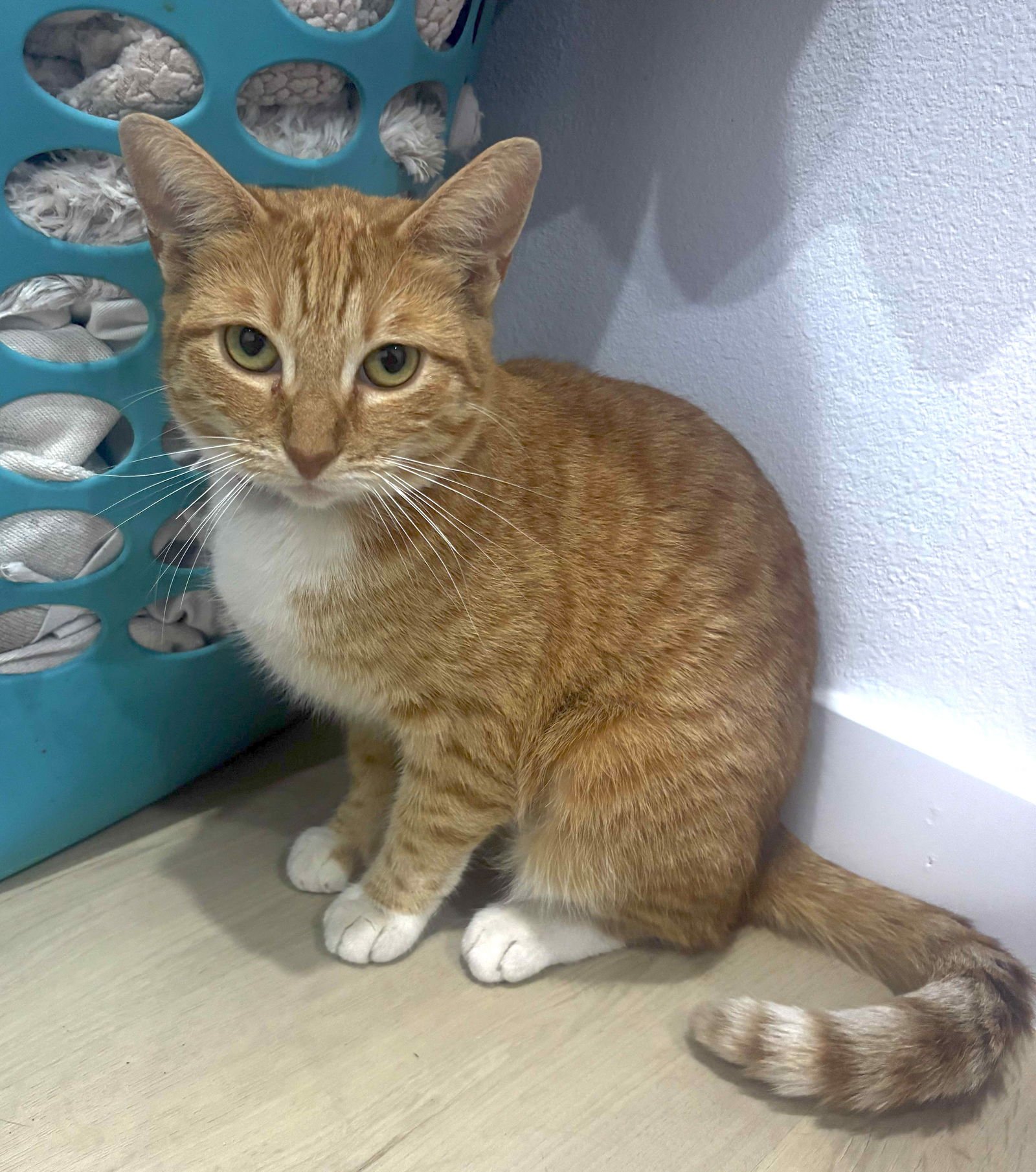 PEACH - Domestic Short Hair available for adoption