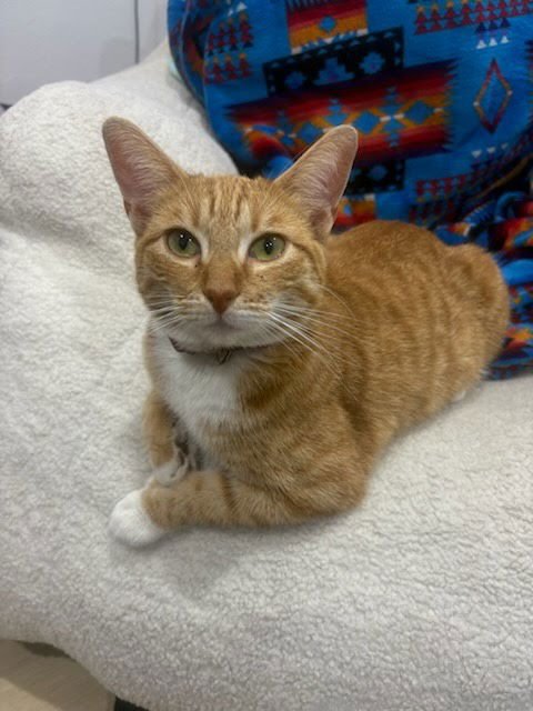 PEACH - Domestic Short Hair available for adoption