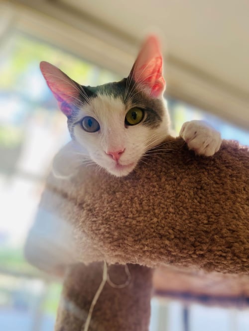 PHANTOM - Domestic Short Hair available for adoption