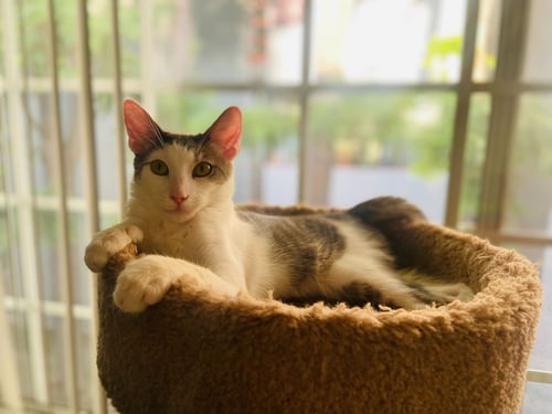 PHANTOM - Domestic Short Hair available for adoption