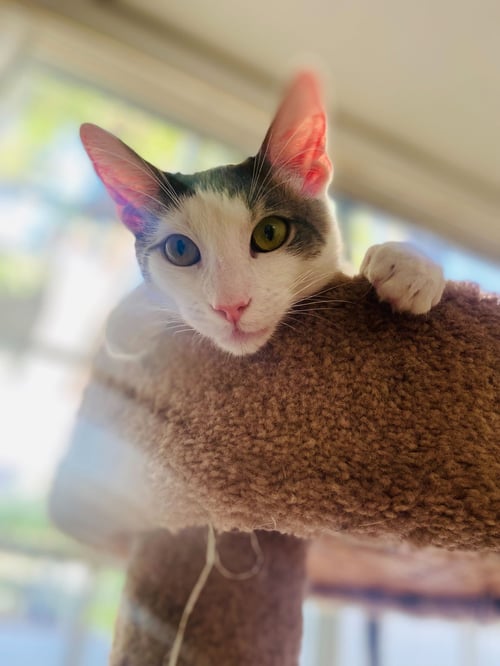 PHANTOM - Domestic Short Hair available for adoption
