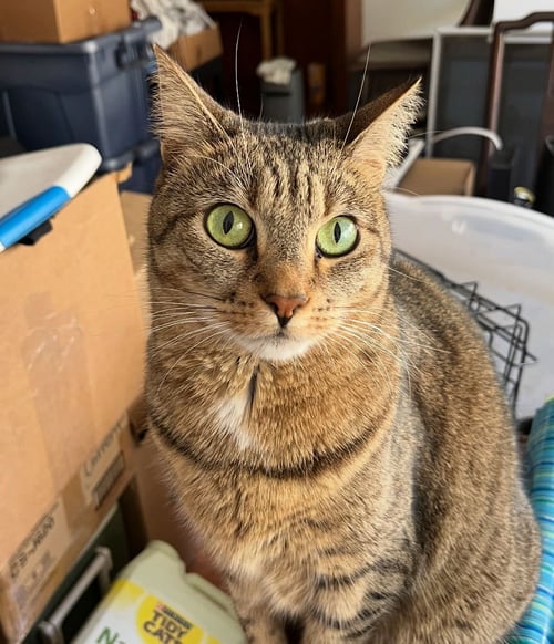 SAGE - Domestic Short Hair / Tiger available for adoption