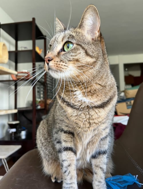 SAGE - Domestic Short Hair / Tiger available for adoption