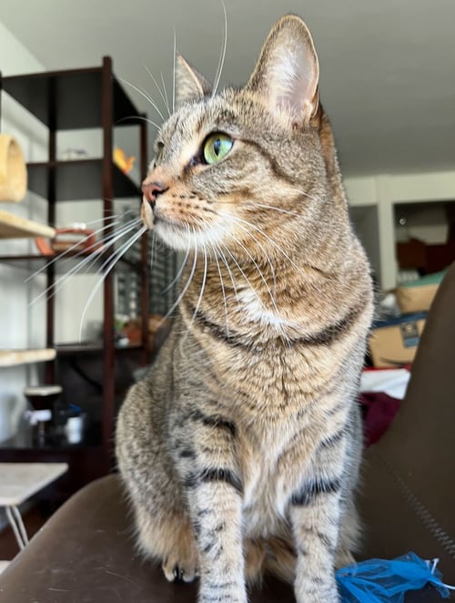 SAGE - Domestic Short Hair / Tiger available for adoption