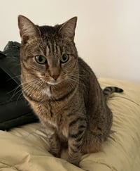 Sage - Photo 4