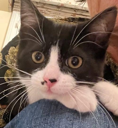 TILLI - Domestic Short Hair available for adoption