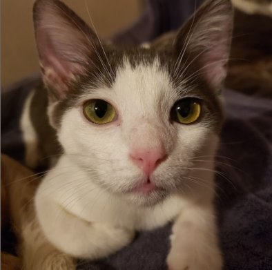 BO - Domestic Short Hair available for adoption