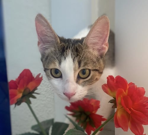 SPIRIT - Domestic Short Hair available for adoption