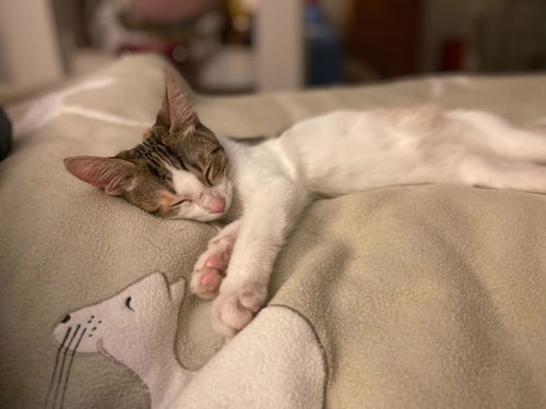 SPIRIT - Domestic Short Hair available for adoption