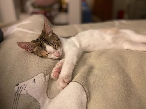 SPIRIT - Domestic Short Hair available for adoption