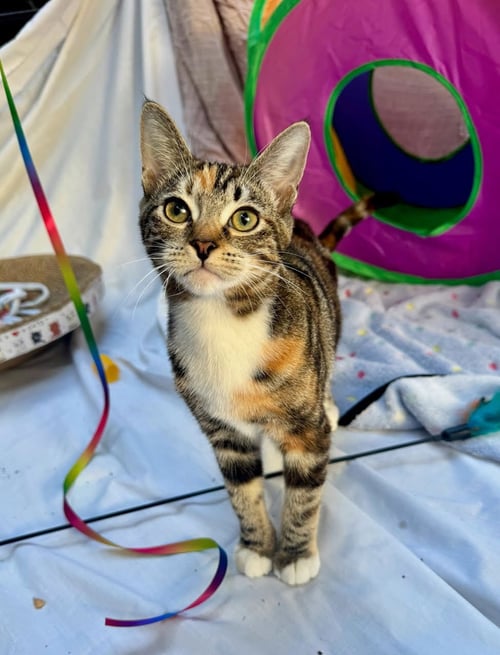 JULIET - Domestic Short Hair / Tabby available for adoption