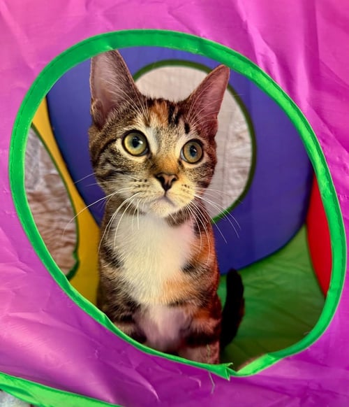 JULIET - Domestic Short Hair / Tabby available for adoption