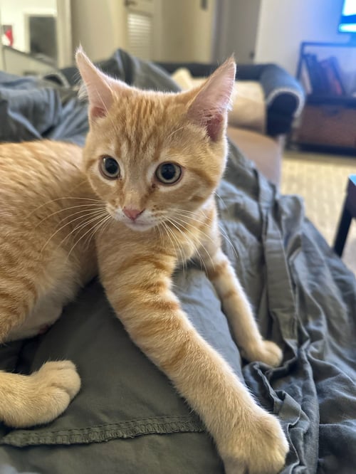 HOLLY - Domestic Short Hair available for adoption