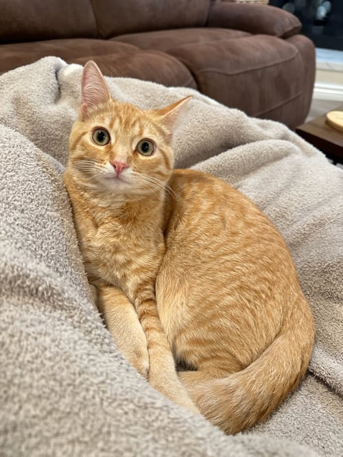 HOLLY - Domestic Short Hair available for adoption
