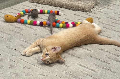 HOLLY - Domestic Short Hair available for adoption