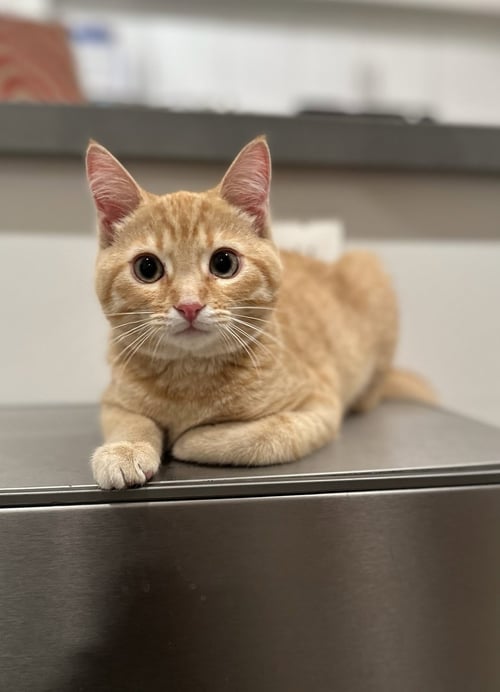HOLLY - Domestic Short Hair available for adoption