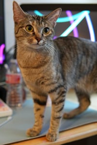Ashley (& Mary-Kate) - Photo 3