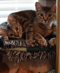 Ashley (& Mary-Kate) - Photo 1