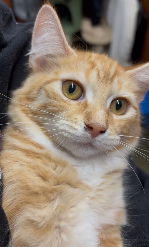 FOX - Domestic Short Hair available for adoption