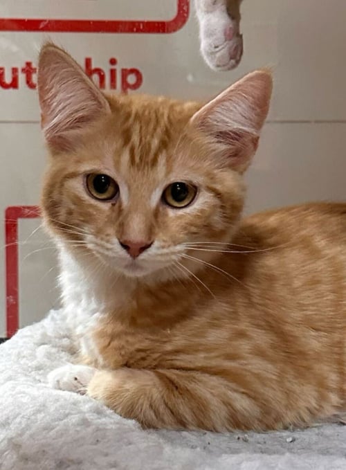 FOX - Domestic Short Hair available for adoption