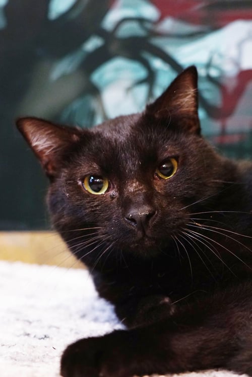 KERCHAK - Domestic Short Hair / Bombay available for adoption