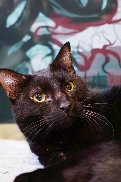 KERCHAK - Domestic Short Hair / Bombay available for adoption