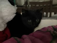 Kerchak - Photo 5