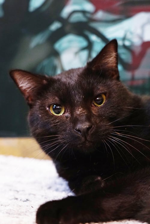 KERCHAK - Domestic Short Hair / Bombay available for adoption