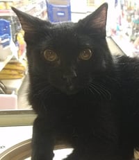 Kerchak - Photo 3