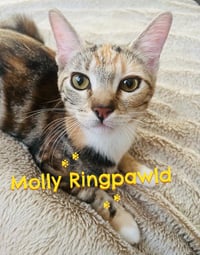 MOLLY RINGPAWLD - Photo 1