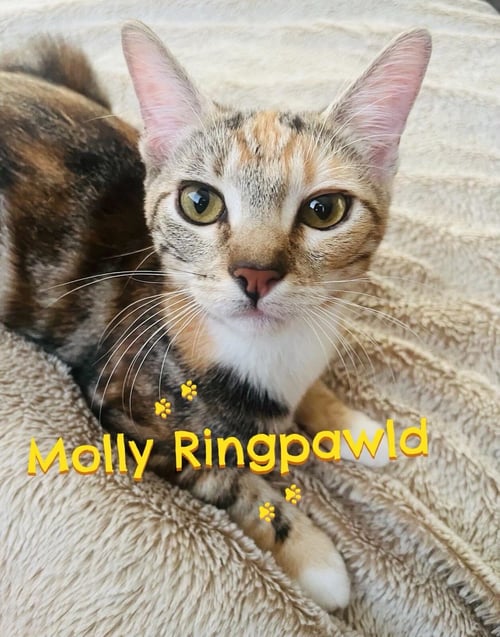 MOLLY RINGPAWLD - Domestic Short Hair available for adoption