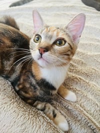 MOLLY RINGPAWLD - Photo 2