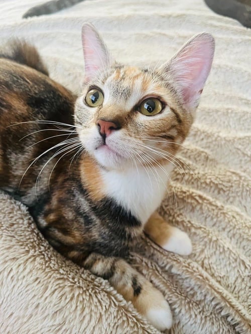 MOLLY RINGPAWLD - Domestic Short Hair available for adoption