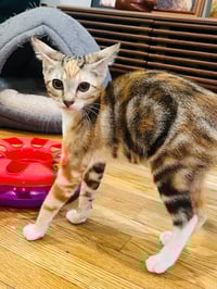 MOLLY RINGPAWLD - Photo 3