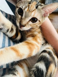 MOLLY RINGPAWLD - Photo 4