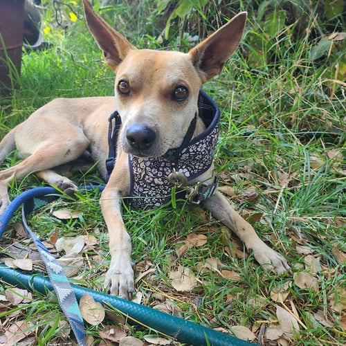 SONNY - Basenji available for adoption