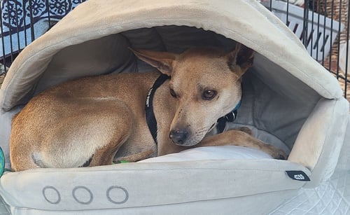 SONNY - Basenji available for adoption