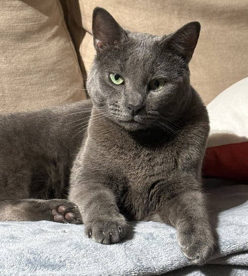 LUPINE - Domestic Short Hair available for adoption